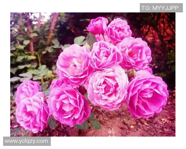 乱花渐欲迷人眼 足球明星光影背后的荣耀与挑战 乱花渐欲迷人眼 足球明星光影背后的荣耀与挑战